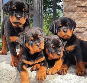 纯种罗威纳幼犬德系大头罗威纳活体大型犬防爆犬护卫犬赛级宠物狗