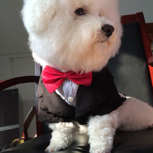 edx宠物狗狗衣服泰迪比熊贵宾小型犬西装婚纱结婚礼服装猫咪西服