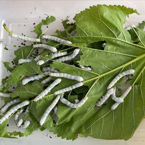 宝宝三年级学生养蚕套装1234龄蚕卵七彩蚕幼虫活物桑叶桑蚕总基地9