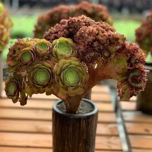 万缀柠檬韶羞玫瑰缀多肉植物万圣节法师缀化老桩盆栽园艺花卉室内