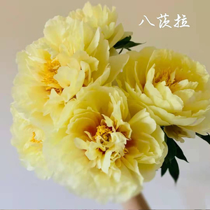 进口巴茨拉山东芍药鲜花牡丹重瓣花束云南鲜切花花卉四川基地绿植