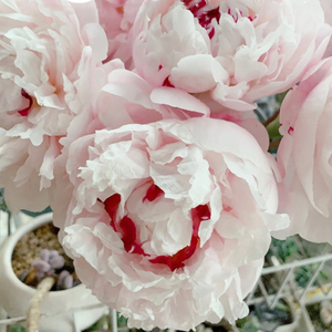 粉池金鱼芍药牡丹鲜切花进口芍药鲜切花山东四川重瓣云南基地直发