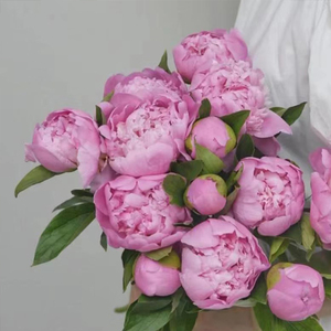 【蓝富士】进口粉色系列芍药山东菏泽基地直发