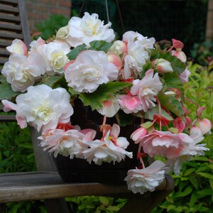 进口比利时球根海棠种球垂吊海棠可耐阴耐旱多年生