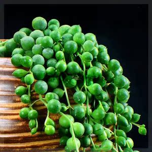 大盆佛珠植物肉悬挂式佛系泪花佛珠多肉吊兰泪珠情人泪佛珠盆,.