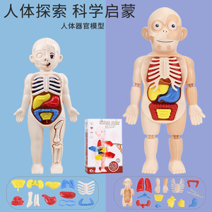 外贸出口儿童人体器官模型玩具DIY拆卸组装身体结构认知内脏教具