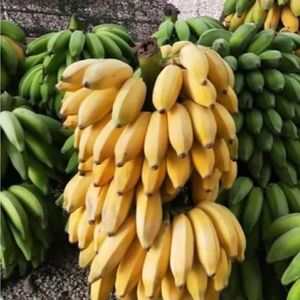 云南西贡蕉芭蕉小米蕉9斤现摘当季新鲜水果批发10banana生青香蕉5