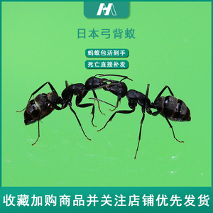 惠美蚂蚁宠物活体活物日本超大号弓背蚁新后蚁后大小群落运输包活