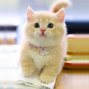 英短纯种曼基康蓝白金银渐层家养矮脚猫米努特宠物美短猫咪活体