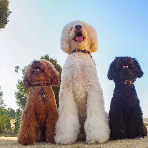 纯种巨型贵宾犬双血统巨贵幼犬巨型泰迪狗狗活体健康宠物狗狗