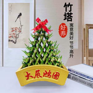 大展宏图塔竹盆栽节节高升富贵竹室内招财摆件绿植客厅办公室植物
