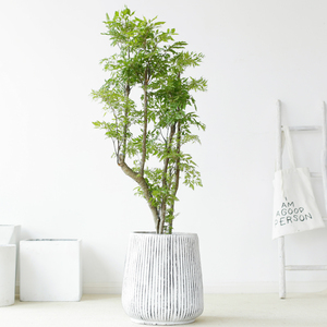 似玉福禄桐盆栽细叶福禄桐盆景开业乔迁送礼室内客厅绿植大型植物