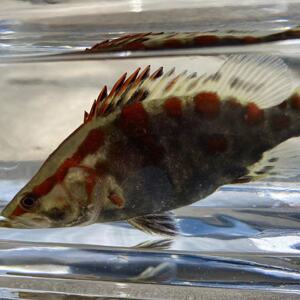 观赏鱼红纹鳜鱼活体桂花鱼翘嘴鳜鱼淡水冷水鱼苗肉食虎鱼饲料斑鳜