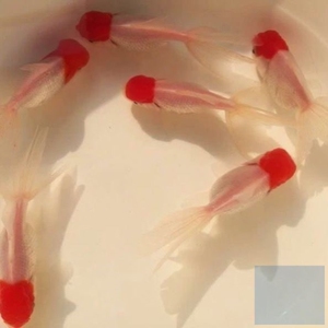 凤尾鹤顶红金鱼