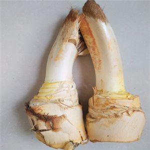 棕树心棕榈芯棕树尖棕树头棕包树棕包米树棕苞米树蔬菜野菜包邮