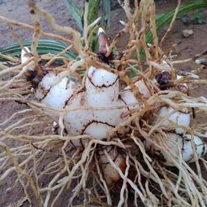 800人付款淘宝中药材白芨100克包邮广西野生新鲜旱白及片另售七子白