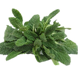 新鲜蛤蟆草 蟾蜍草雪见草癞青蛙草皱皮草雪里青荔枝草 500g