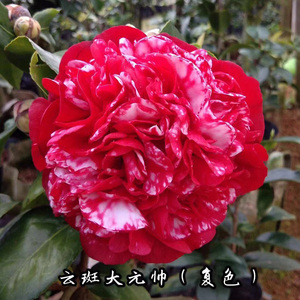 云斑大元帅茶花