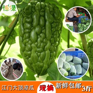 正宗杜阮凉瓜新鲜农家大顶苦瓜松脆无渣圆形粤菜现摘3斤广东包邮