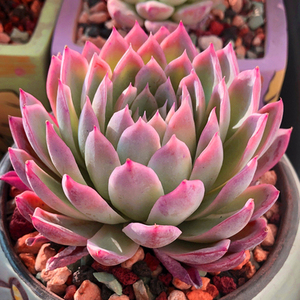 多肉紫罗兰女王