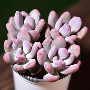 百名卉 桃美人多颗小老桩多肉植物室内花卉盆栽阳台四季好养肥厚