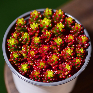 百名卉 浆果冬季红色多肉植物盆栽含盆带土室内阳台好养四季新手