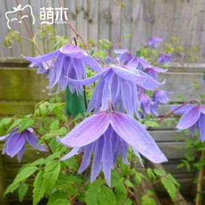 萌木园艺长瓣铁线莲梅德威尔爬藤植物小苗盆栽花卉室外耐寒原生