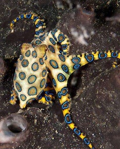 章鱼宠物水母墨鱼八爪保罗乌贼观赏鱼活体