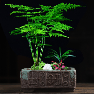 中国风花盆陶瓷盆景盆文竹造景菖蒲盆专用桌面绿植苔藓大号人参榕