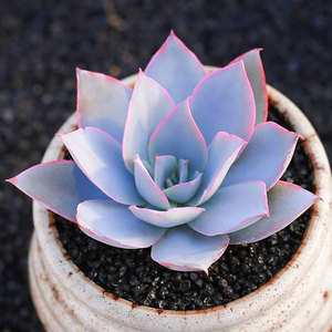 多肉植物广寒宫 冰与火 钢叶莲凤凰精灵阳台肉肉组合盆栽花卉绿植