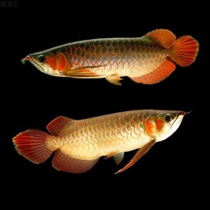 龙鱼幼苗小型银龙