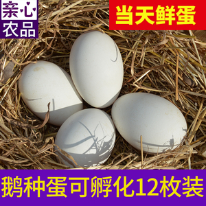 12枚纯种五龙鹅种蛋鹅蛋受精蛋种蛋可孵化鹅苗种蛋种鹅蛋鹅蛋新鲜
