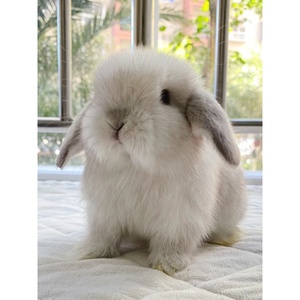 兔子活物垂耳宠物侏儒兔长不大小型折耳兔儿童礼物长毛搭耳兔活体