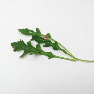 叶新鲜蔬菜芝麻菜火箭菜健身沙拉菜披萨酱料w即食西餐点缀