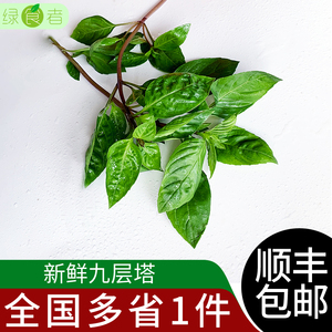 新鲜九层塔 金不换鱼香草 三杯鸡冬阴功材料厨房香料 顺丰包邮