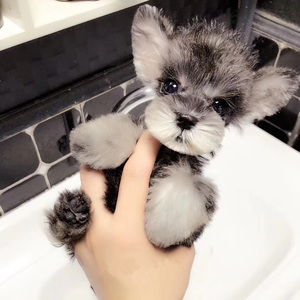 纯种雪纳瑞幼犬黑银椒盐色白色飞耳米奇耳雪纳瑞小型宠物狗狗活体