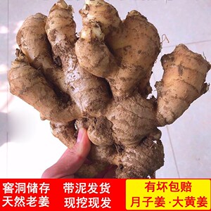 四川特产竹根姜5斤老姜块农家老姜老姜姜块月子土姜川姜种姜茶