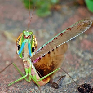 格里芬螳 狮鹫螳 螳螂 活体 儿童礼物 入门【若虫】5~6l现货