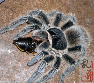 furun1988淘宝巴伊亚猩红捕鸟蛛苗子非所罗门暗灰火红其他教具果酸