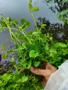 新鲜桂林纯野生整棵活xue丹金遍地香铜钱草透骨消十八缺中草药
