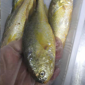 [5斤装35-40条]新鲜鲜活梅童鱼梅子鱼沙中鱼大头宝鱼