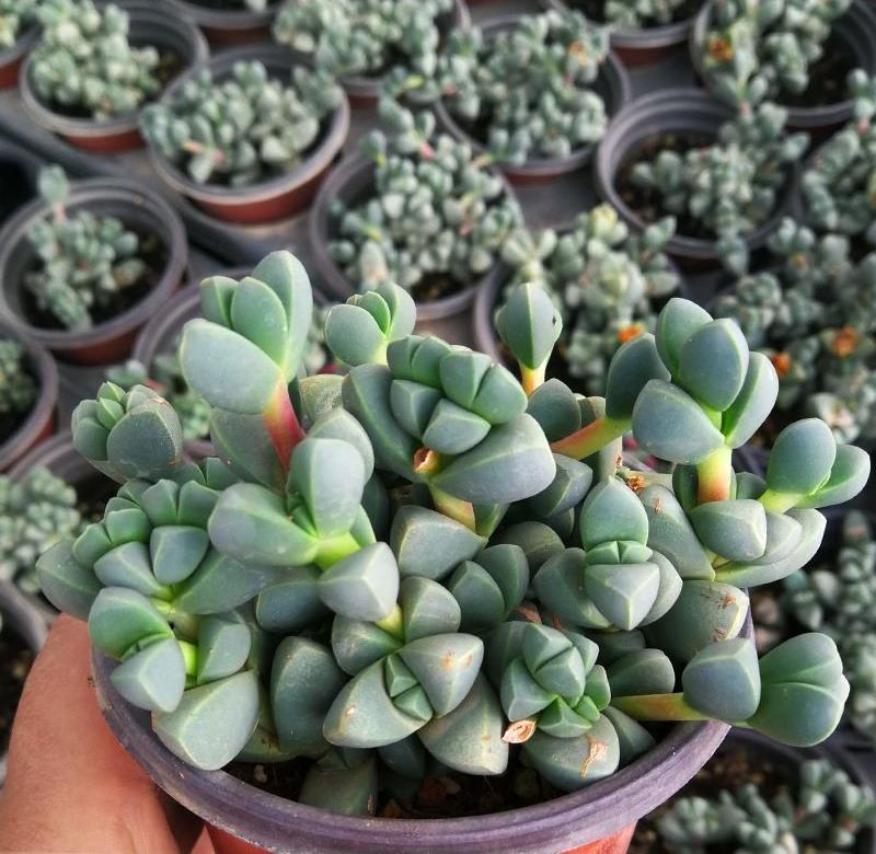 云南大型海棠基地桩巨型悬崖多肉植物盆栽鹿角超大超萌老庄巨肉.