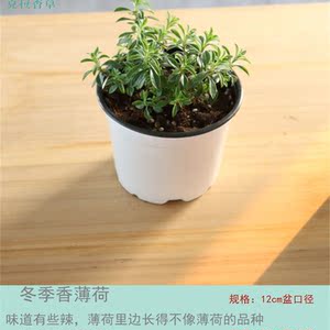 薄荷 金钱 猫薄荷 普列 冬季香 皱叶观赏可用香草阳台薄荷盆栽