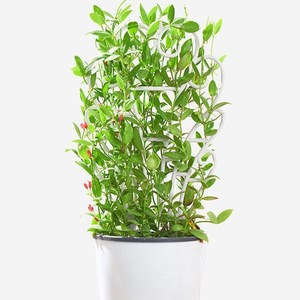 玉荷包吊兰