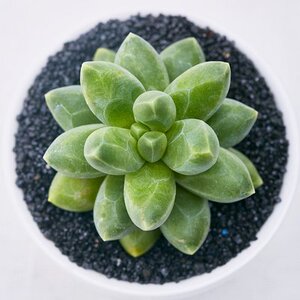 千代松多肉植物