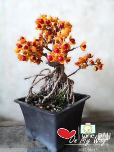 日本原生蔓梅凝盆景岩性木本花果素材南蛇藤杂木花卉阳台庭院盆栽