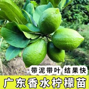 四季广东香水柠檬树苗奶茶店盆地栽台湾无籽青柠斑叶柠檬果树果苗