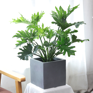 春羽蔓绿绒盆栽室内客厅北欧风办公室绿植耐阴植物好养活净化空气