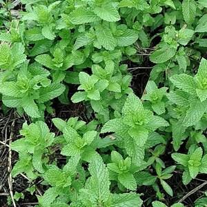 带根土薄荷鱼香菜植物重庆农村野生阳台楼顶盆栽煮鱼调料