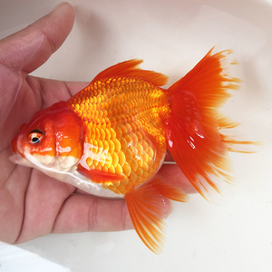 百褶泰狮观赏金鱼活体金鱼精品活鱼f1泰狮樱花五花泰师百褶裙包活